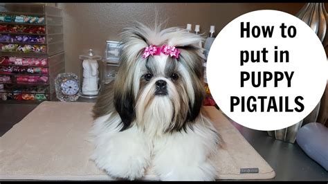 pigtail doggy|A Guide to Pig Tails for Dogs .